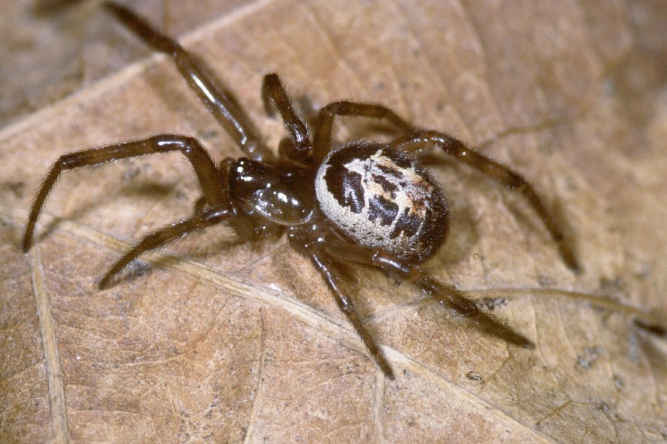 Experts now say that noble false widow spiders can cause 'severe' venomous bites