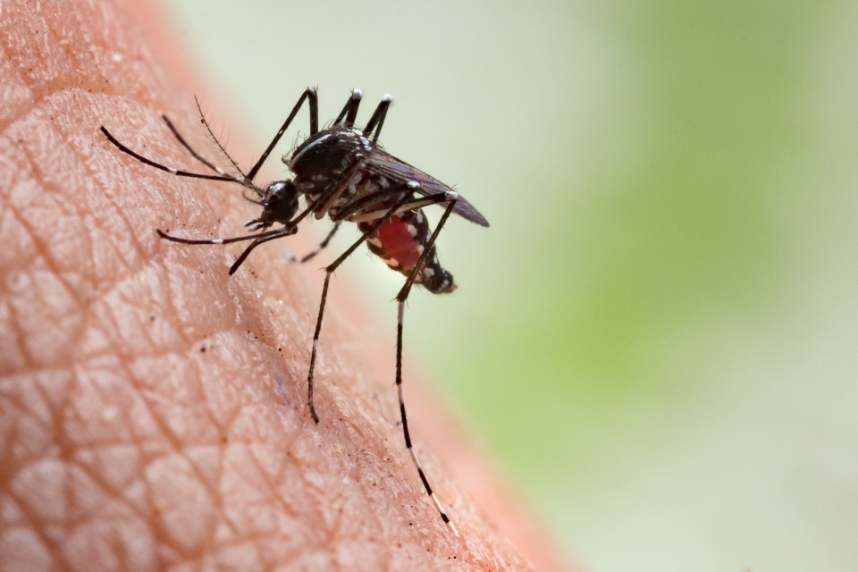 The genetically modified male mosquitoes with target bloodsucking females