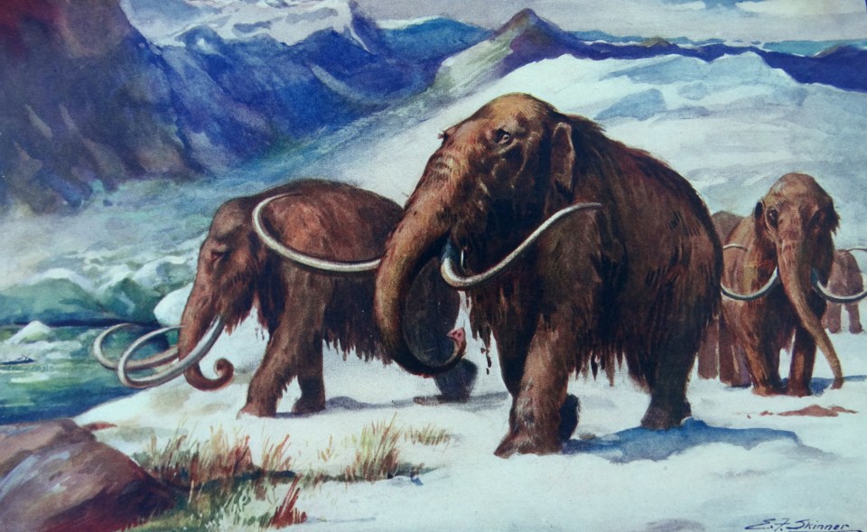 It's thought mammoths used to roam around the Florida area during the Ice Age