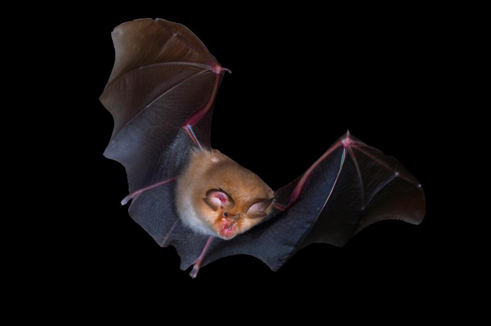 Chinese scientists found a virus 96 per cent similar to Covid-19 in the anus of a horseshoe bat