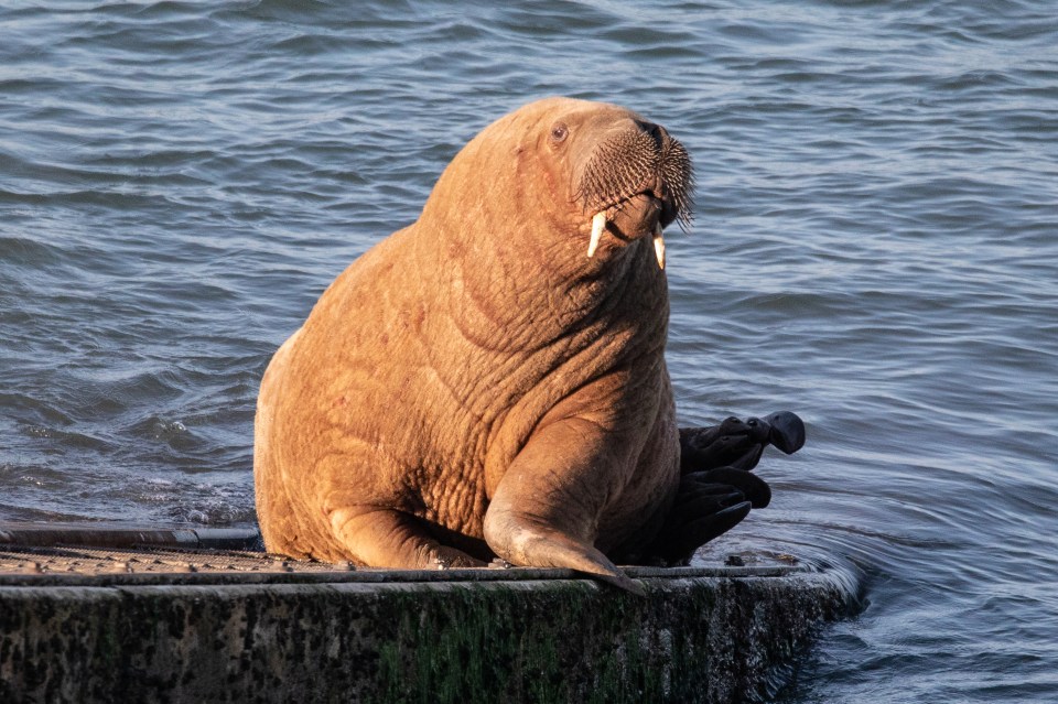 Wally the walrus is the new celebrity of Tenby, in Pembrokeshire