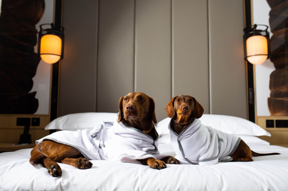 Pampered dogs can now relax in bath robes designed especially for them