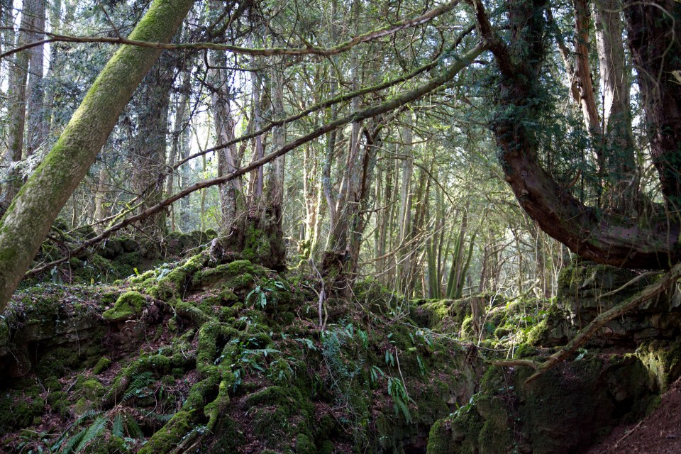 Puzzlewood is thought to have inspired J R R Tolkien