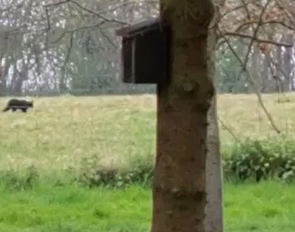 It shows the huge creatutre prowling through a field, stopping briefly and then loping into the distrance