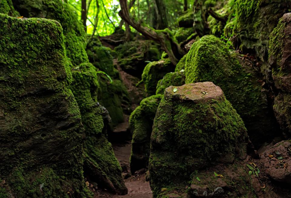 TV shows Merlin and Doctor Who have also filmed at the woods