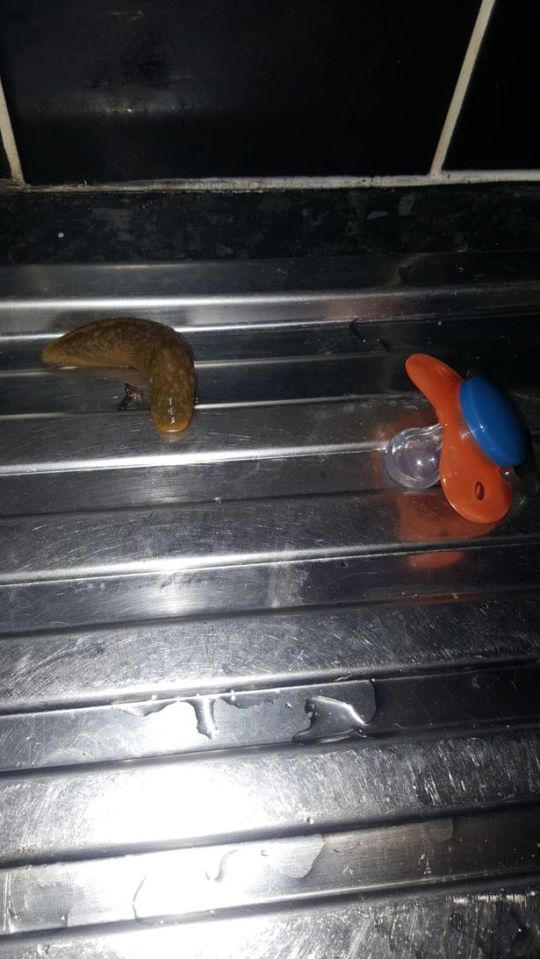 Jade says slugs have been found crawling all over her home including inside her kettle and washing machine