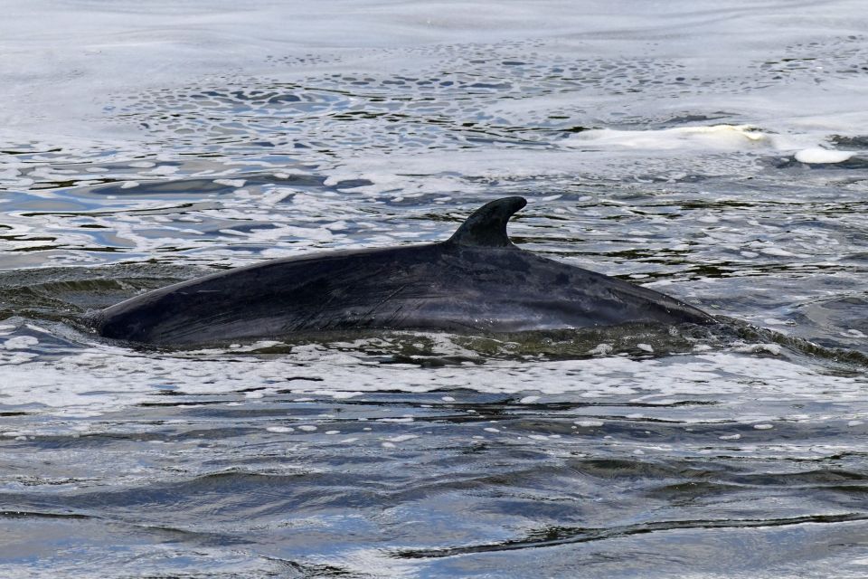 A baby minke whale was found stuck in Richmond Lock in South West London