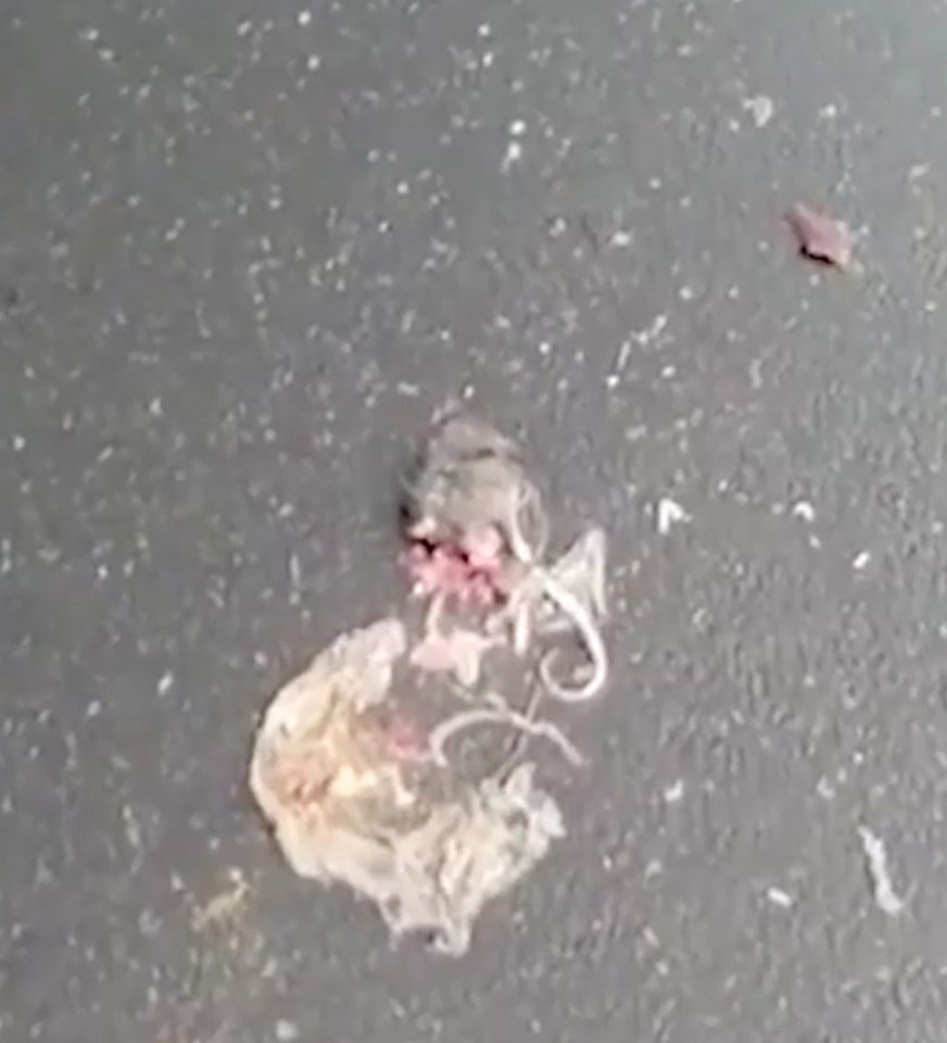 Decomposed nappies were strewn across the road