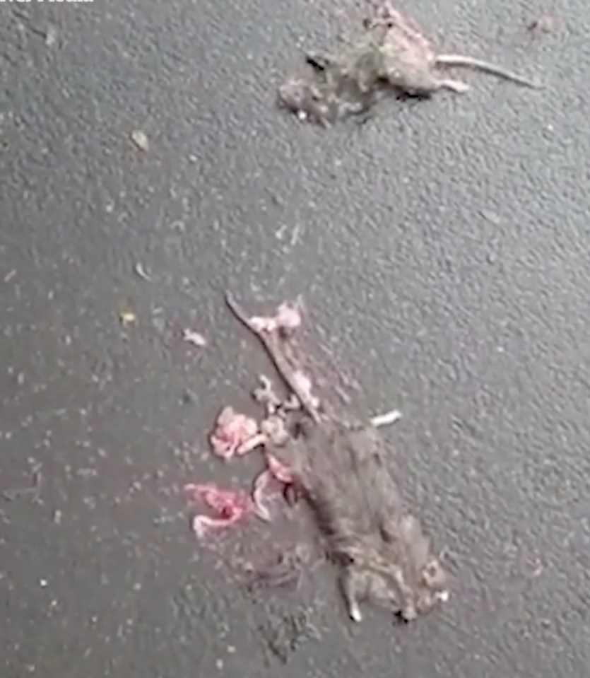 One woman spotted three rats on her road