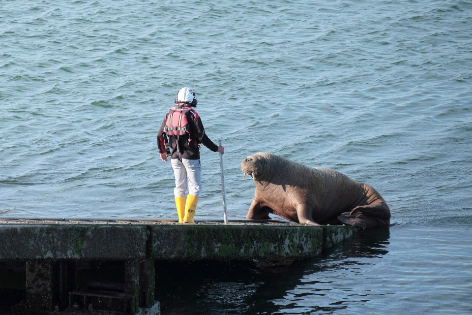 Wally was last spotted in Tenby in early May