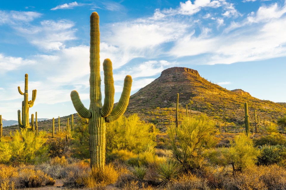 The Sonoran Desert is also said to be hotter than Death Valley