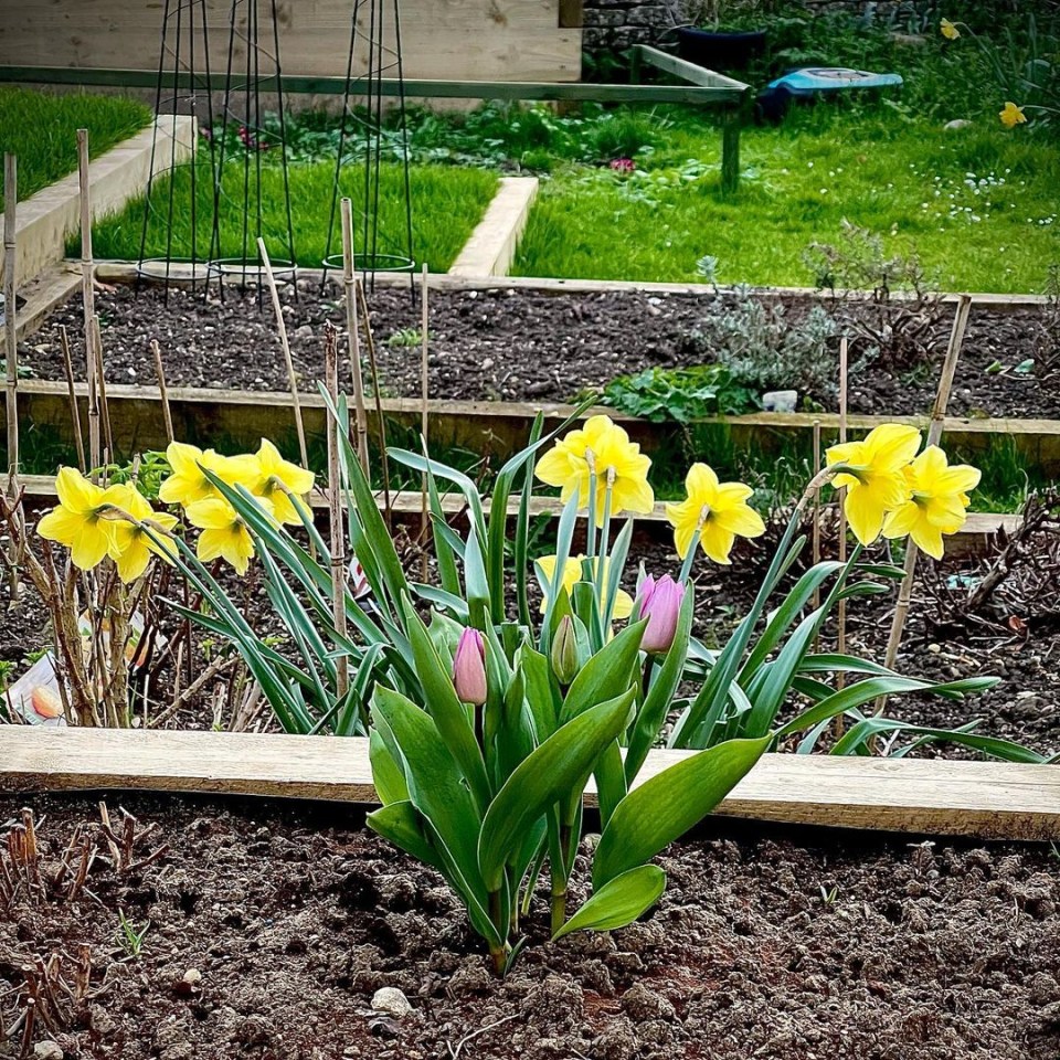 Some daffodils growing in his garden