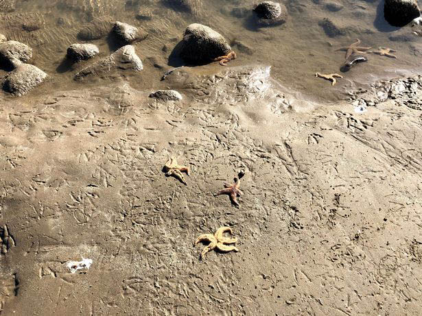 A member of the public reckons they saw 'up to 500 or more' starfish on the shore