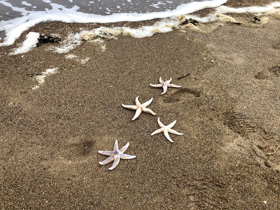 Dog owners warned ahead of the bank holiday as toxic starfish wash up on shores in North Wales