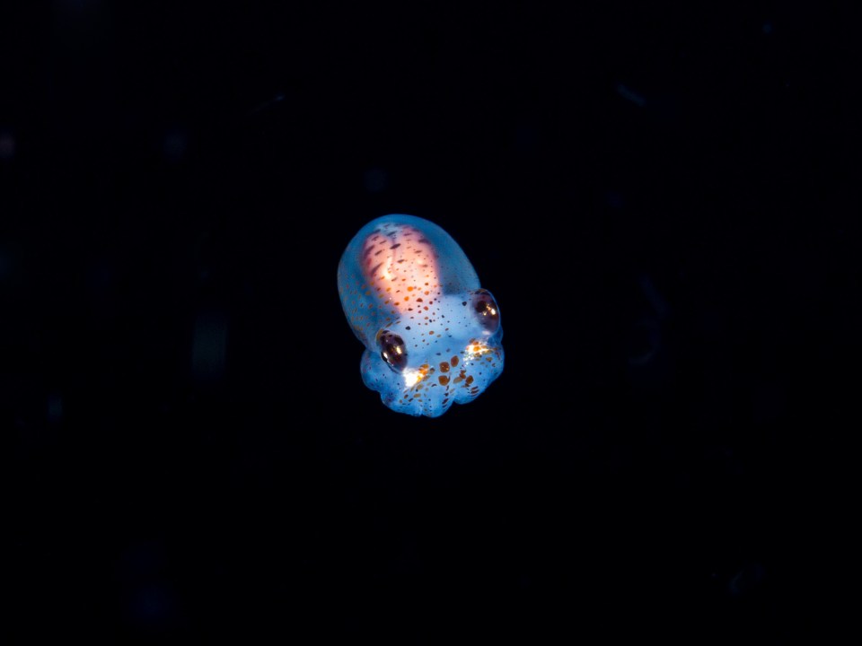 Baby bobtail squid are being sent to space next week