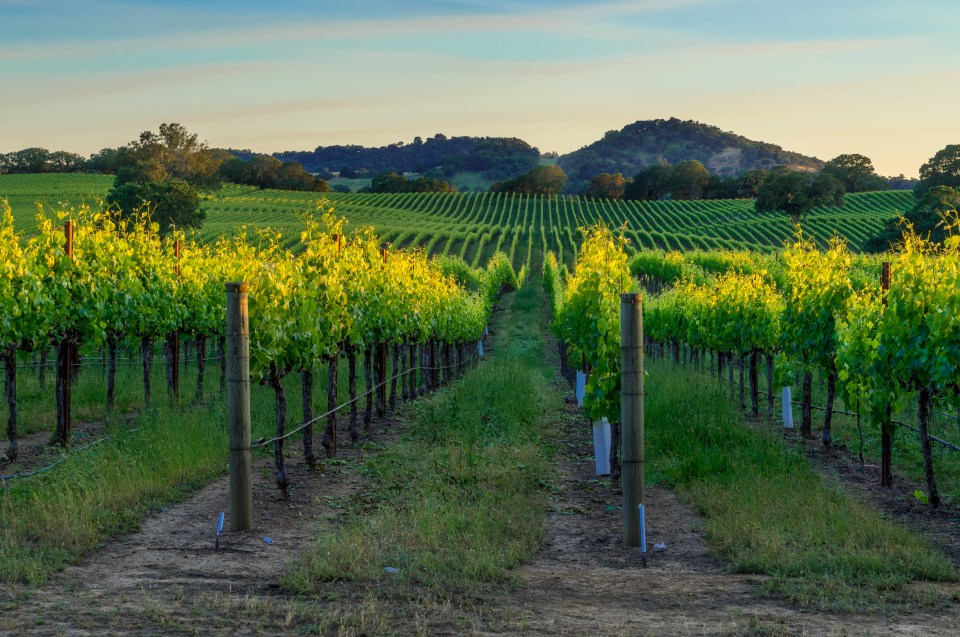 California’s Napa Valley produces some vintage wines just like in Kent