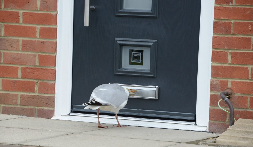 Peter Finnon is fed up after being woken up at 5am every day by a squawking seagull at his front door