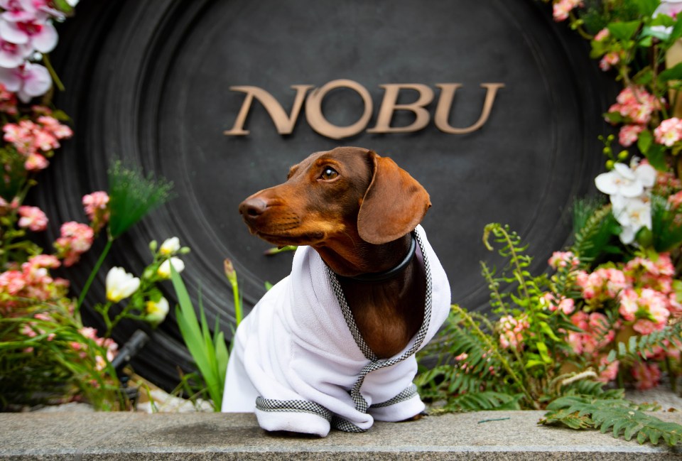 The designer believes they are the perfect doggy outfit for a luxury mini break