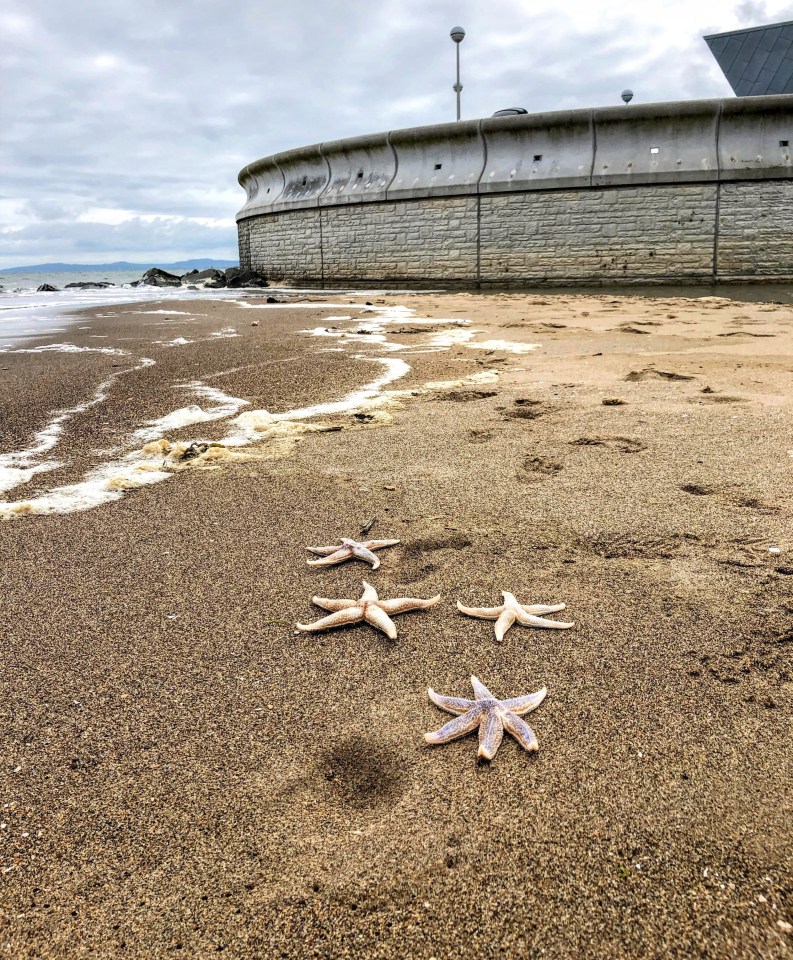 Starfish contain Paralytic Shellfish Poison (PSP) which is toxic for dogs