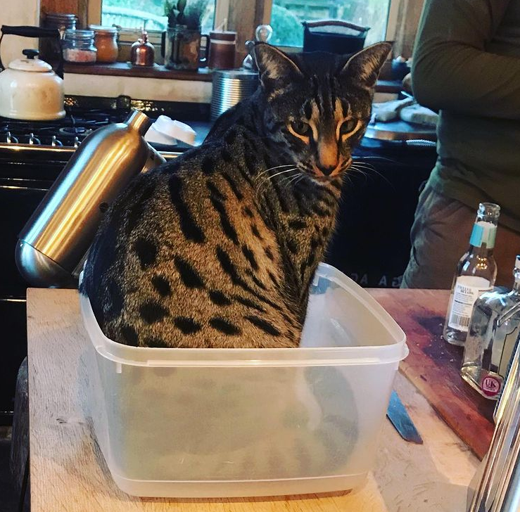 The posh pad also has an impressive kitchen that is often over-run by animals