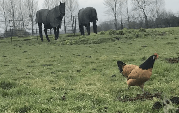 The grounds are a great place for her animals