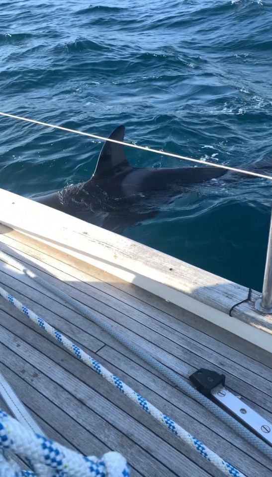 It is the latest in a string of orca attacks in the area