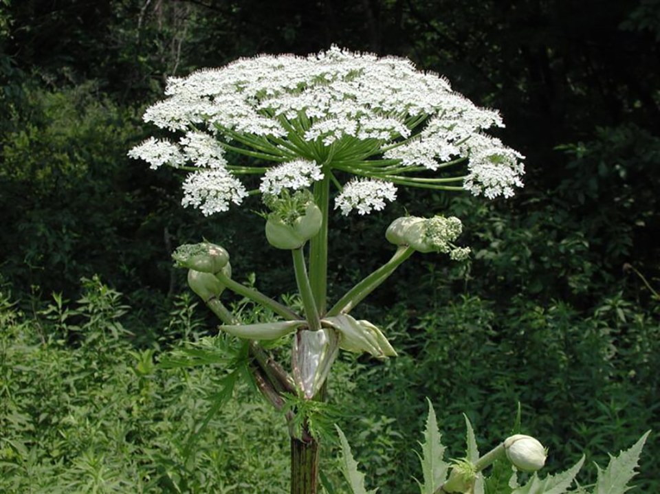 Giant hogweed can pose a serious risk to people who are unaware of the damage it can cause