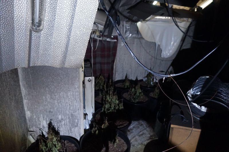 In one room suspected cannabis plants were discovered