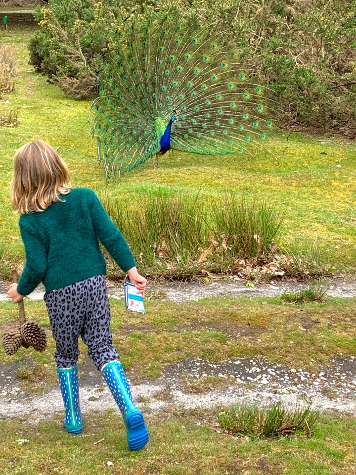 Check out the peacock's at the National Trust's Brownsea Island