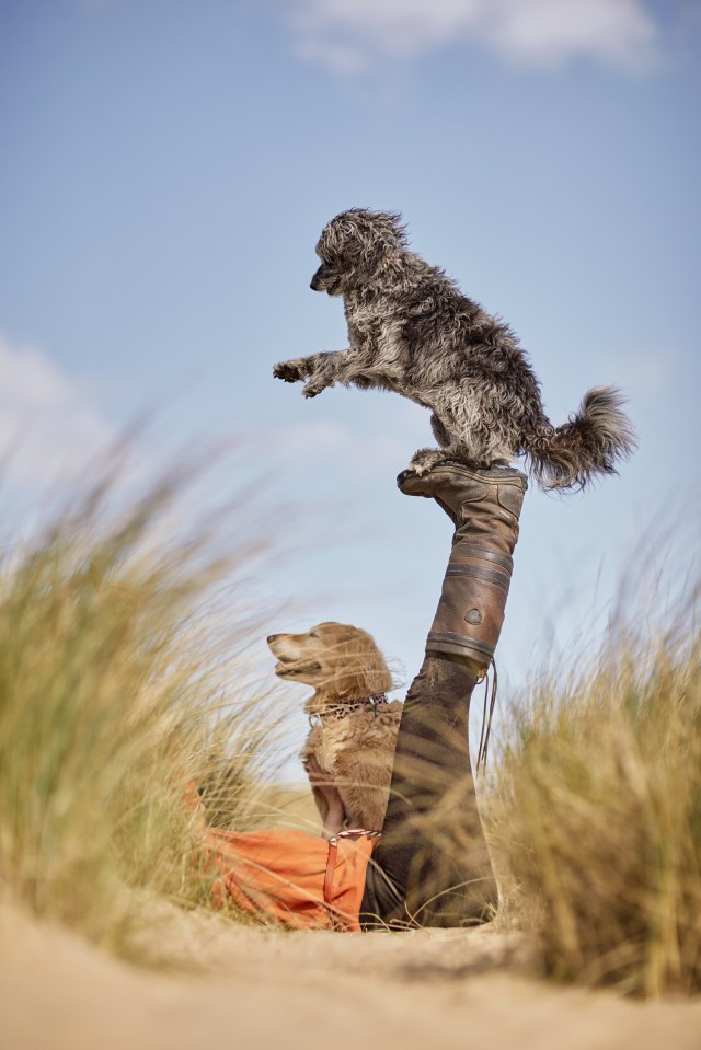 Dogs enjoy the sunshine in Camber Sands