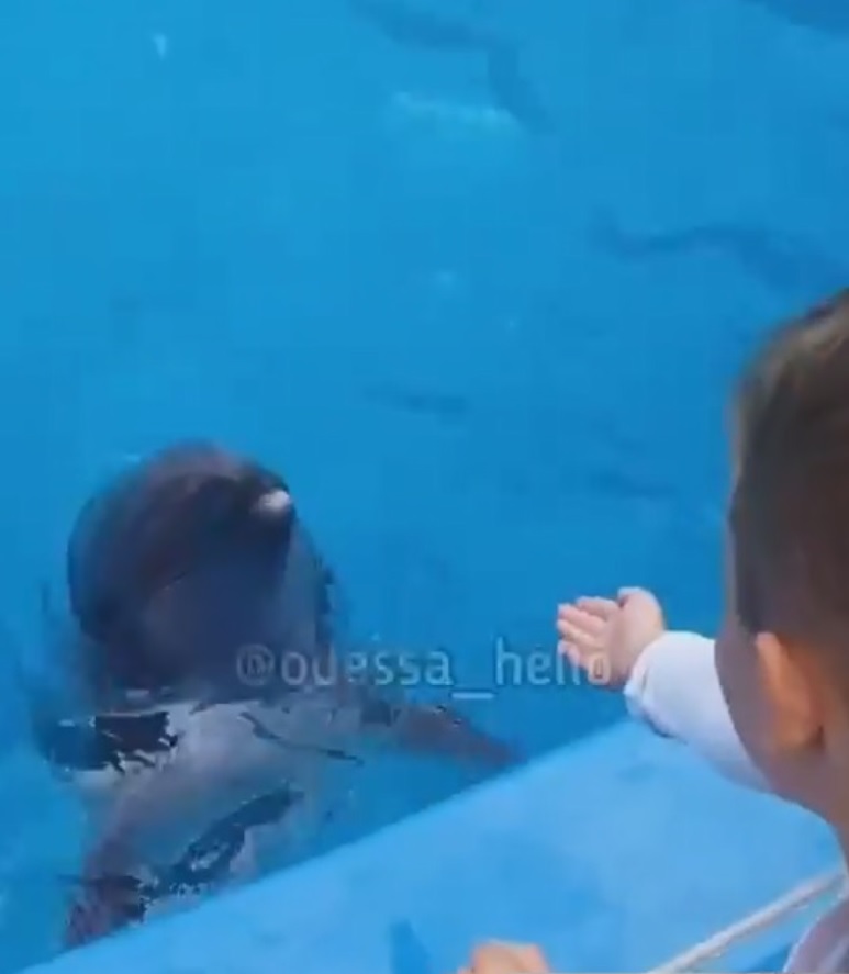 This is the moment a dolphin bites a six-year-old boy at an acquarium in southern Ukraine