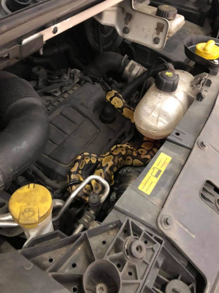 An MoT tester got a sneaky surprise as he found a 3ft s python under a bonnet