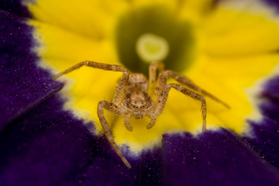 Closeup of a sac spider on a purple and yellow primrose