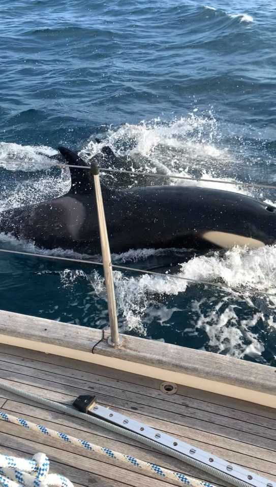 The British crew of a luxury yacht feared for their lives as a pod of 30 killer whales attacked them