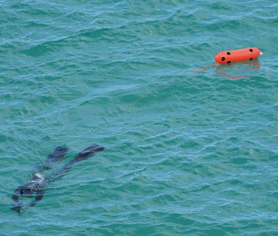 A man snorkelling off the coast at Carbis Bay