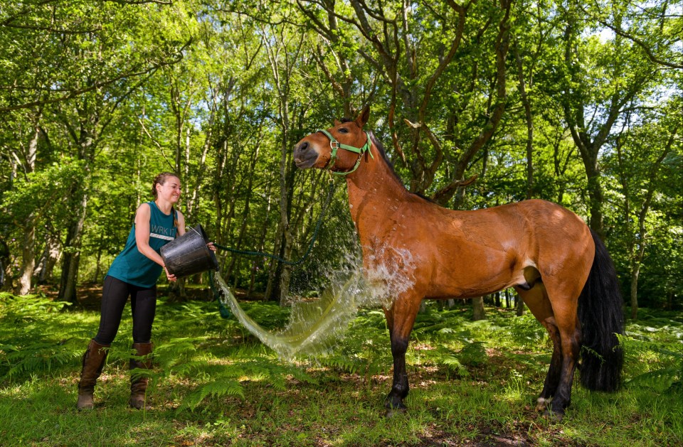 Zoe Howell throws a bucket of water over Joshua, a New Forest Pony near Ringwood in the New Forest, Hants