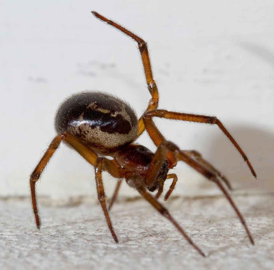 Beware false widows in your home as heatwave begins and victims left with flesh-eating wounds and pus-filled blisters