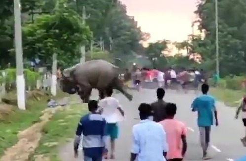 The moment the man was trampled to death by one of the enraged elephants