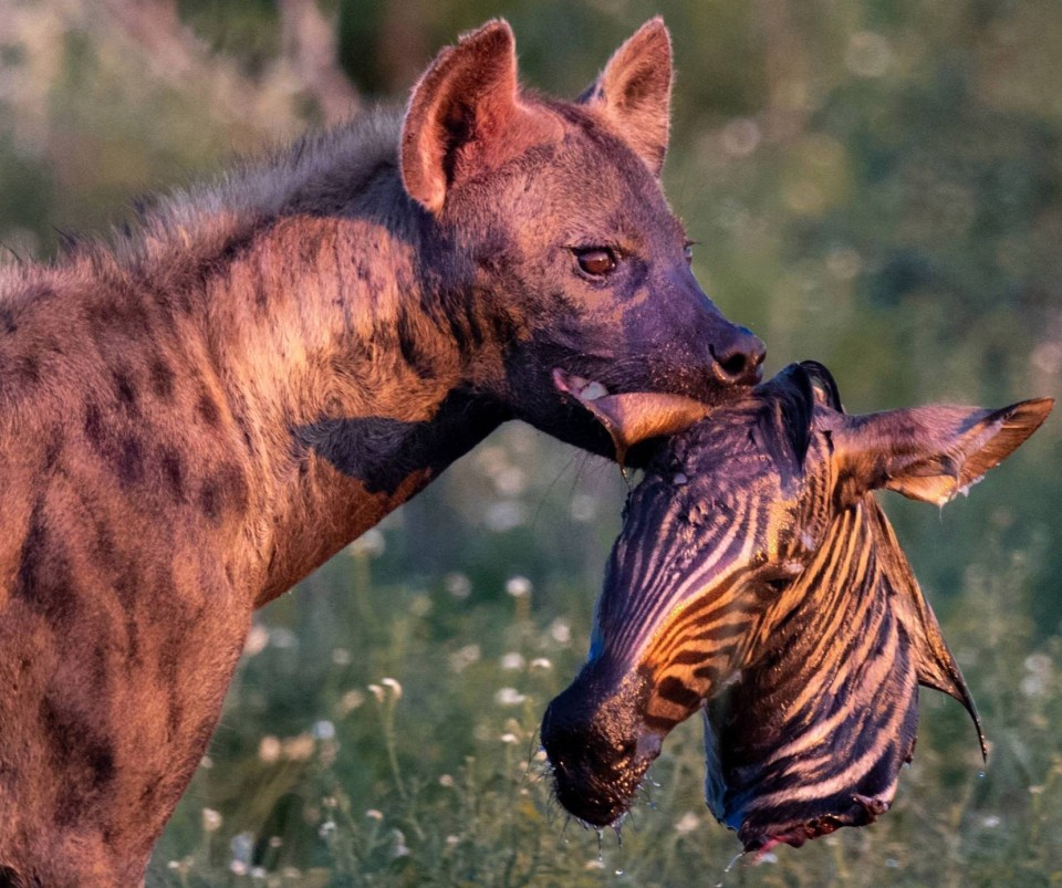 A hyena pictured with a zebra's head in its mouth