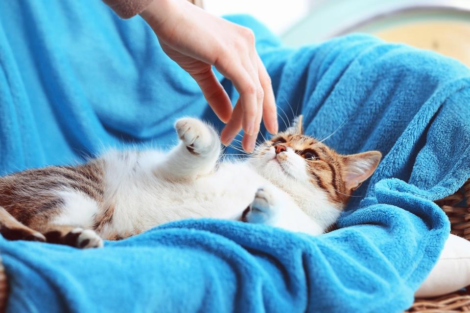 You should get your cat’s consent to pet it, experts say