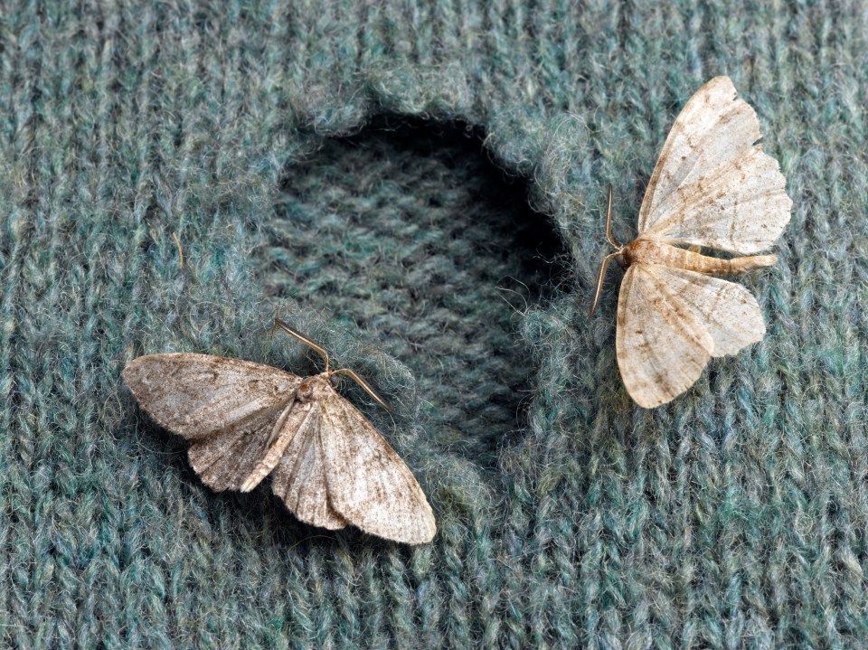 In general, warmer summers and year-round use of central heating means moth numbers are rising – the cold weather used to kill them off