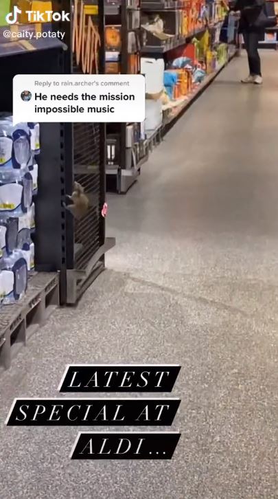 A huge rat was spotted climbing up shelves