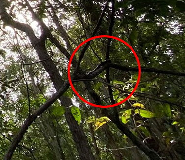 The master of disguise was caught slithering back up a tree on a worksite in Mooloolaba