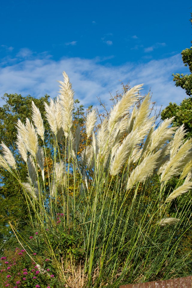 Pampas grass is a secret sign home owners are happy to indulge in colourful bedroom antics