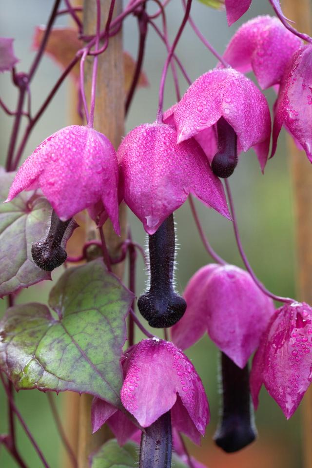 Gardens can be riddled with crude plants, much like the Rhodochiton Astrosanguineus above