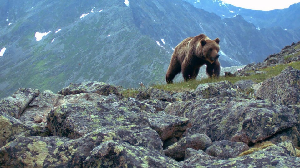 Brown bears are the most numerous large carnivore in the park with about 450 individuals