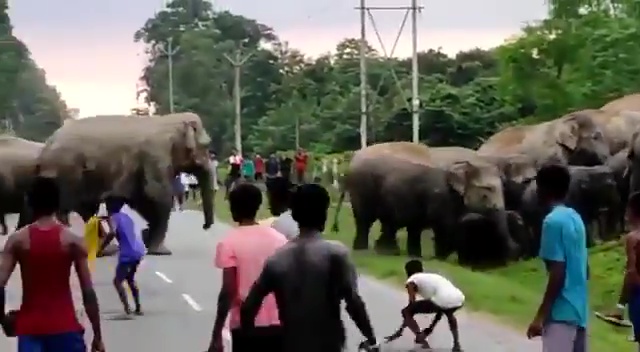 The tea plantation workers taunted and chased the elephants to scare them off