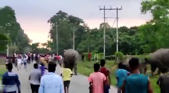 The elephant returned to the herd on the opposite side of the road after trampling the man