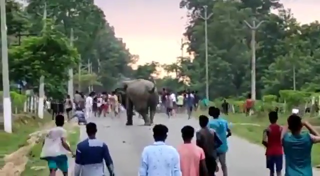 The huge Indian elephant made a beeline for a man who had stumbled by the roadside