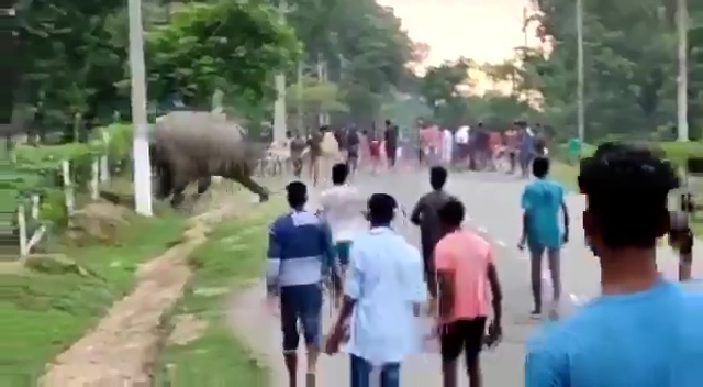 The enraged elephant trampled the man to death